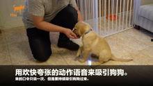 狗崽爆料视频大全最新版,最新版揭秘娱乐圈幕后真相