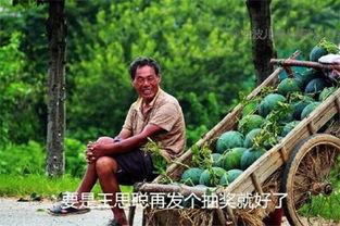 迷路吃瓜日记免费观看,免费畅享的趣味旅程
