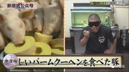 小胖猪夫妇事件爆料视频,揭秘背后惊人真相
