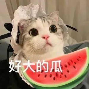 网红猫舍吃瓜,吃瓜群众眼中的喵星人生活秀