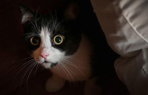 网红猫舍吃瓜,吃瓜群众眼中的喵星人生活秀