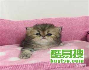 网红猫舍吃瓜,吃瓜群众眼中的喵星人生活秀