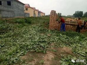 彩塘违建最新爆料,揭秘违规建筑背后的真相