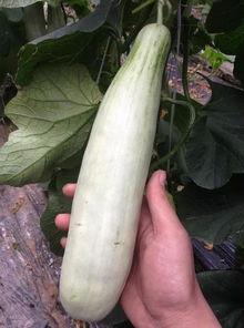 吃网红的瓜违法吗,揭秘吃瓜行为背后的法律风险