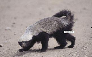 蜜獾爆料自己怎么办视频,揭秘背后真相与应对策略