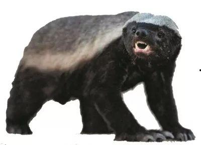 蜜獾爆料自己怎么办视频,揭秘背后真相与应对策略