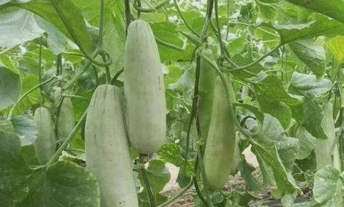 网红吃羊角瓜是真的吗