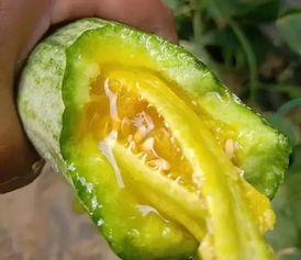 网红吃羊角瓜是真的吗