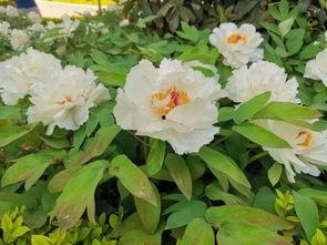 牡丹色主线最新爆料,揭秘最新爆料背后的精彩故事