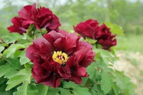 牡丹色主线最新爆料,揭秘最新爆料背后的精彩故事